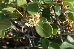 Sideroxylon inerme inerme