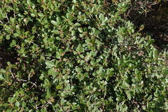 Sideroxylon inerme inerme