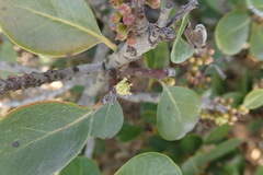 Sideroxylon inerme inerme