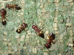 Crematogaster castanea arborea