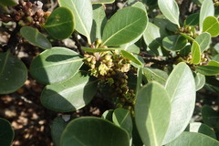 Sideroxylon inerme inerme