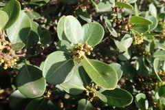 Sideroxylon inerme inerme