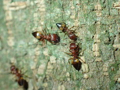 Crematogaster castanea arborea