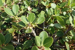 Sideroxylon inerme inerme