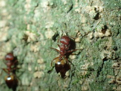 Crematogaster castanea arborea