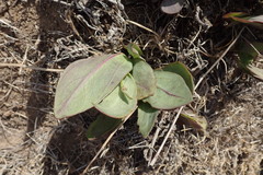 Senecio ruwenzoriensis
