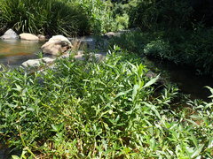 Ludwigia adscendens diffusa