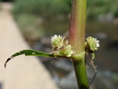 Ludwigia adscendens diffusa