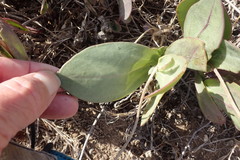Senecio ruwenzoriensis