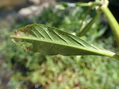 Ludwigia adscendens diffusa