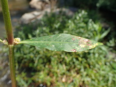 Ludwigia adscendens diffusa