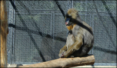 Mandrillus sphinx