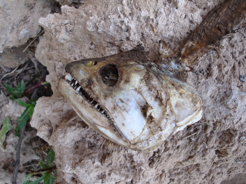 Rhaphiodon vulpinus