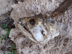 Rhaphiodon vulpinus