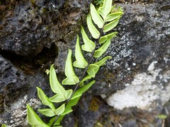 Cheilanthes viridis image