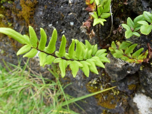 Cheilanthes viridis image