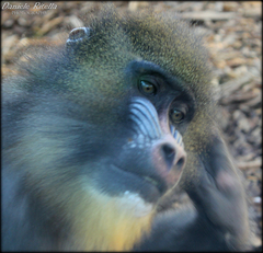 Mandrillus sphinx