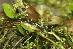 Notophthalmus viridescens image