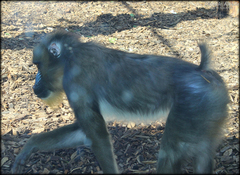 Mandrillus sphinx