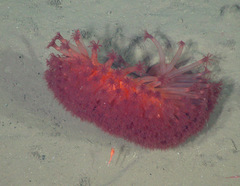 Anthoptilum