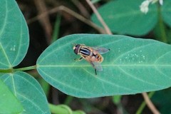 Mesembrius peregrinus