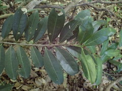 Erythroxylum emarginatum