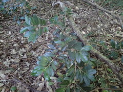 Erythroxylum emarginatum