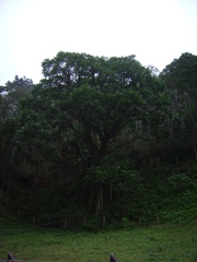 Cedrela fissilis