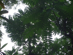 Cedrela fissilis