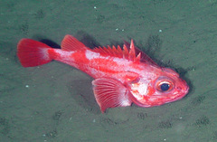 Sebastolobus alascanus