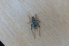 Svistella bifasciata
