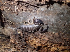 Opisthacanthus validus
