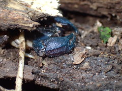 Opisthacanthus validus