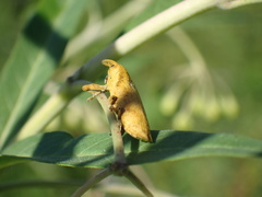 Gasteroclisus