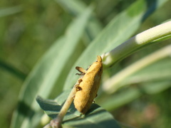 Gasteroclisus