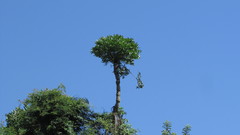 Cussonia sphaerocephala