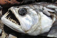 Rhaphiodon vulpinus
