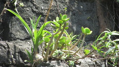 Cotyledon orbiculata oblonga