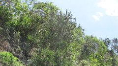 Euphorbia triangularis