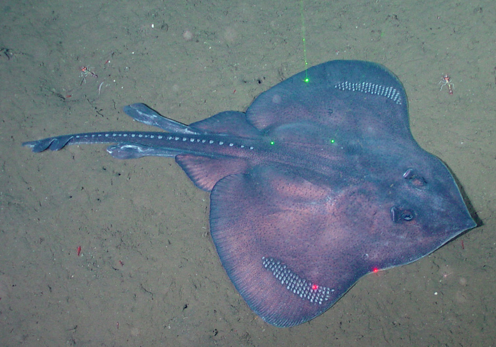 Roughtail Skate