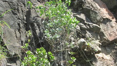 Cotyledon orbiculata oblonga