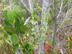 Astephanus triflorus