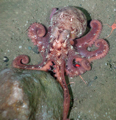 Enteroctopus