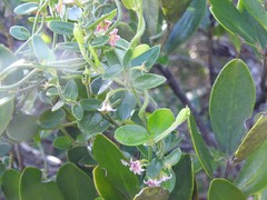 Astephanus triflorus