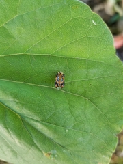 Harmonia axyridis