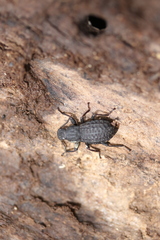Polypleurus