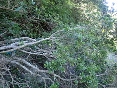 Manilkara nicholsonii