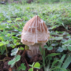 Termitomyces clypeatus