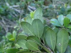 Manilkara nicholsonii