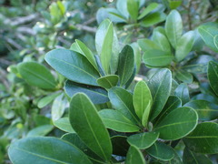 Manilkara nicholsonii